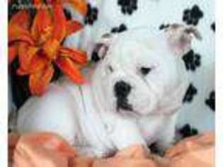 Bulldog Puppy for sale in Moffat, CO, USA
