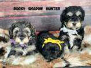 Schnoodle (Standard) Puppy for sale in Provo, UT, USA