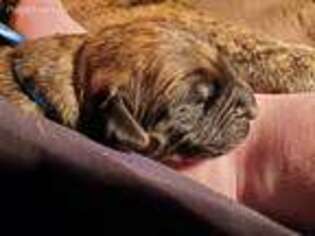 Mastiff Puppy for sale in Richmond, IN, USA
