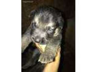 German Shepherd Dog Puppy for sale in Shallotte, NC, USA