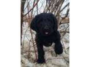 Labradoodle Puppy for sale in Sioux Falls, SD, USA