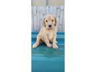 Goldendoodle Puppy for sale in Panama City Beach, FL, USA