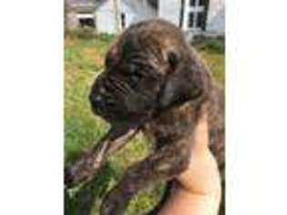 Great Dane Puppy for sale in Sheldon, VT, USA