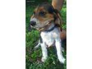 Beagle Puppy for sale in Ocala, FL, USA