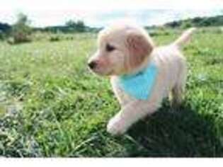 Golden Retriever Puppy for sale in Morristown, NJ, USA