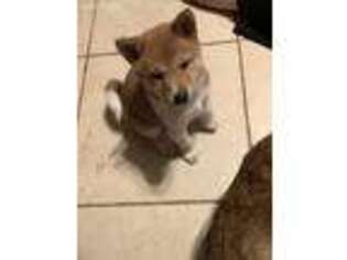 Shiba Inu Puppy for sale in Clewiston, FL, USA