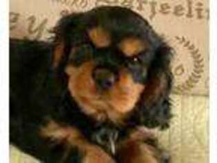 Cavalier King Charles Spaniel Puppy for sale in Brandon, SD, USA