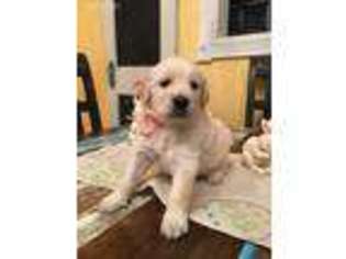 Goldendoodle Puppy for sale in Paris, TX, USA