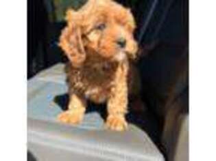 Cavapoo Puppy for sale in Mineola, NY, USA