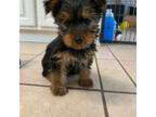 Yorkshire Terrier Puppy for sale in Mountain Iron, MN, USA