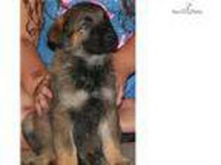 German Shepherd Dog Puppy for sale in West Palm Beach, FL, USA