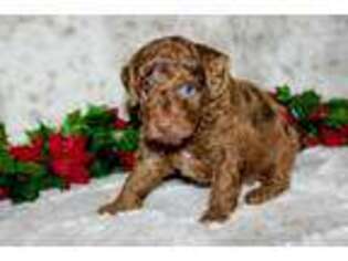 Mutt Puppy for sale in Hawarden, IA, USA