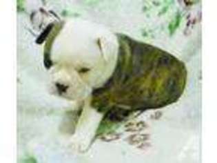 Boston Terrier Puppy for sale in LUTZ, FL, USA