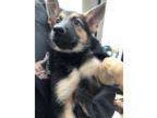 German Shepherd Dog Puppy for sale in Boston, MA, USA