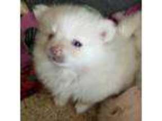 Pomeranian Puppy for sale in Breezewood, PA, USA