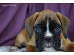 Boxer Puppy for sale in Dekalb, IL, USA