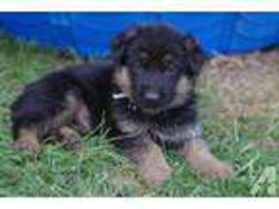 German Shepherd Dog Puppy for sale in INAVALE, NE, USA
