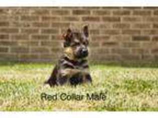 German Shepherd Dog Puppy for sale in Russell Springs, KY, USA