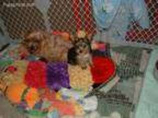 Yorkshire Terrier Puppy for sale in Newborn, GA, USA