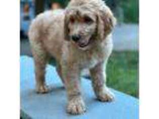 Goldendoodle Puppy for sale in Frederick, MD, USA