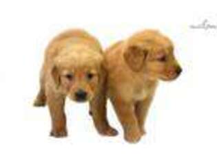 Golden Retriever Puppy for sale in Hattiesburg, MS, USA