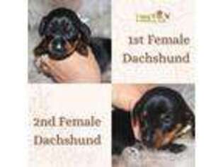 Dachshund Puppy for sale in Mission, TX, USA