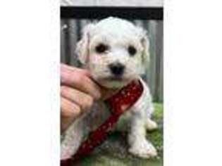 Bichon Frise Puppy for sale in Lansing, IA, USA