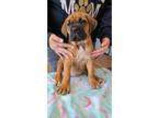 Cane Corso Puppy for sale in Mason City, IL, USA