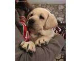 Labrador Retriever Puppy for sale in Hawesville, KY, USA