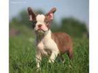 Boston Terrier Puppy for sale in Cedar Springs, MI, USA