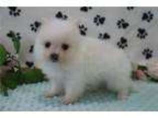 Pomeranian Puppy for sale in Kirksville, MO, USA