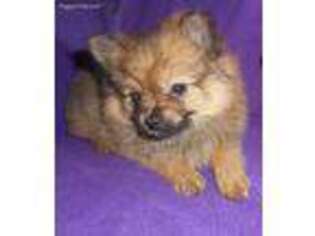 Pomeranian Puppy for sale in Hartville, MO, USA