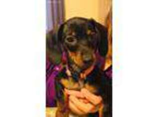 Dachshund Puppy for sale in Lewis, NY, USA
