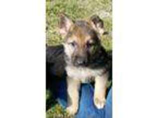 German Shepherd Dog Puppy for sale in Temperance, MI, USA