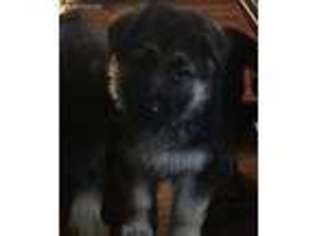 German Shepherd Dog Puppy for sale in Hiddenite, NC, USA