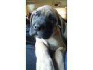Mastiff Puppy for sale in O Brien, OR, USA