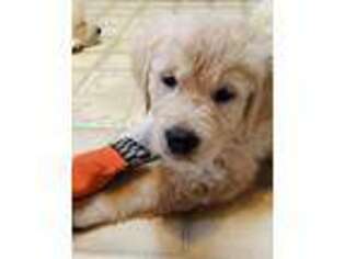 Mutt Puppy for sale in Swisher, IA, USA