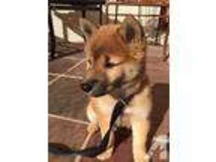Shiba Inu Puppy for sale in SAN LEANDRO, CA, USA
