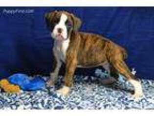 Boxer Puppy for sale in Weaubleau, MO, USA