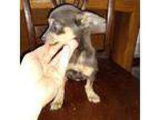 Chihuahua Puppy for sale in Bradenton, FL, USA