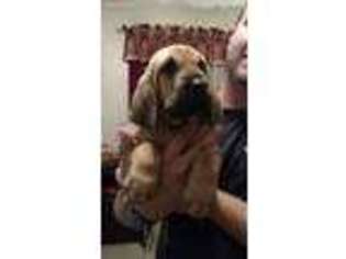 Bloodhound Puppy for sale in Dover, DE, USA