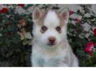 Siberian Husky Puppy for sale in Lebanon, MO, USA