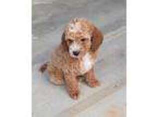 Labradoodle Puppy for sale in Bryans Road, MD, USA