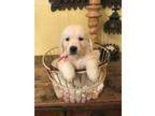 Golden Retriever Puppy for sale in Magnolia, MS, USA