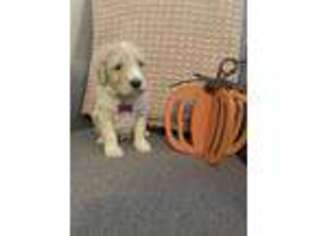 Goldendoodle Puppy for sale in Williamston, SC, USA