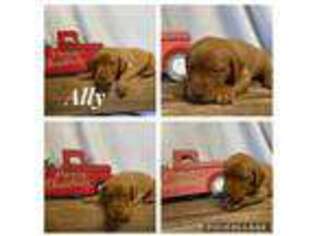 Labrador Retriever Puppy for sale in Nacogdoches, TX, USA