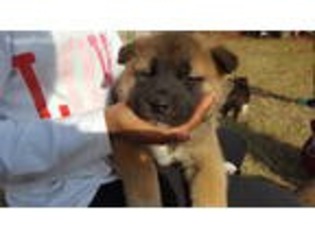 Akita Puppy for sale in Augusta, GA, USA