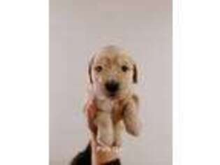 Goldendoodle Puppy for sale in Bellevue, WA, USA