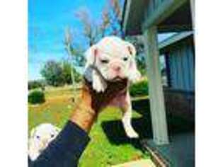 Bulldog Puppy for sale in Starkville, MS, USA