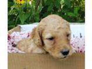 Goldendoodle Puppy for sale in Paris, KY, USA